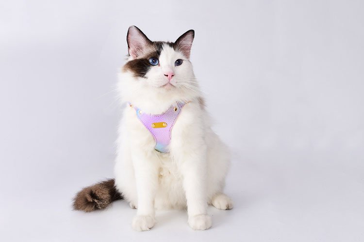 6 Best Cat Harnesses of 2024 - Reviewed